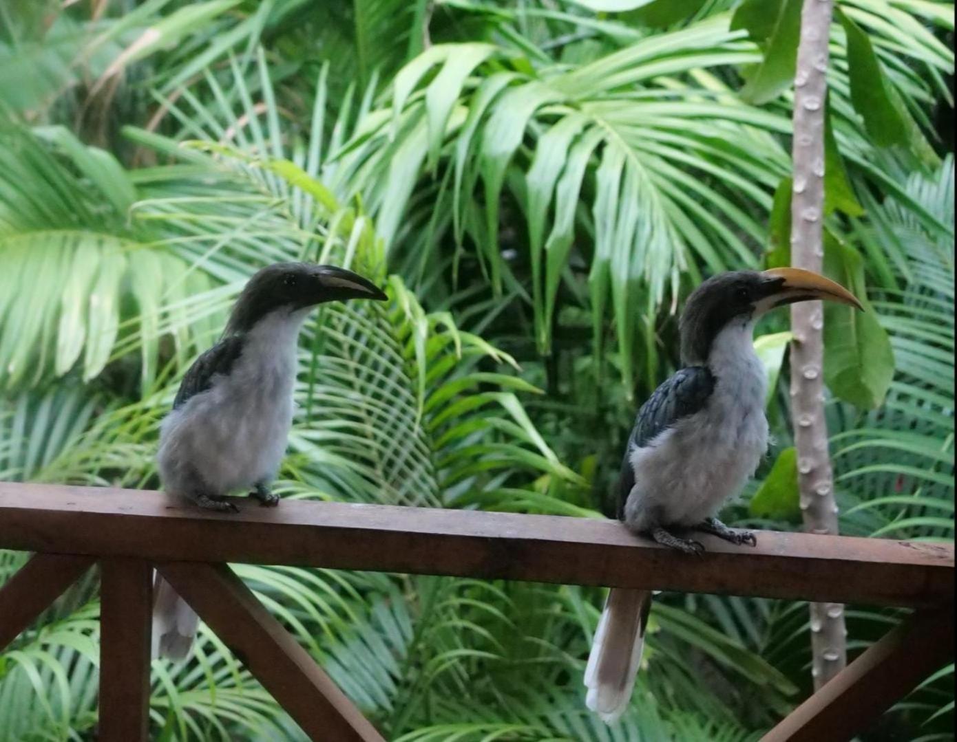 Ama Eco Lodge Sigiriya Ngoại thất bức ảnh